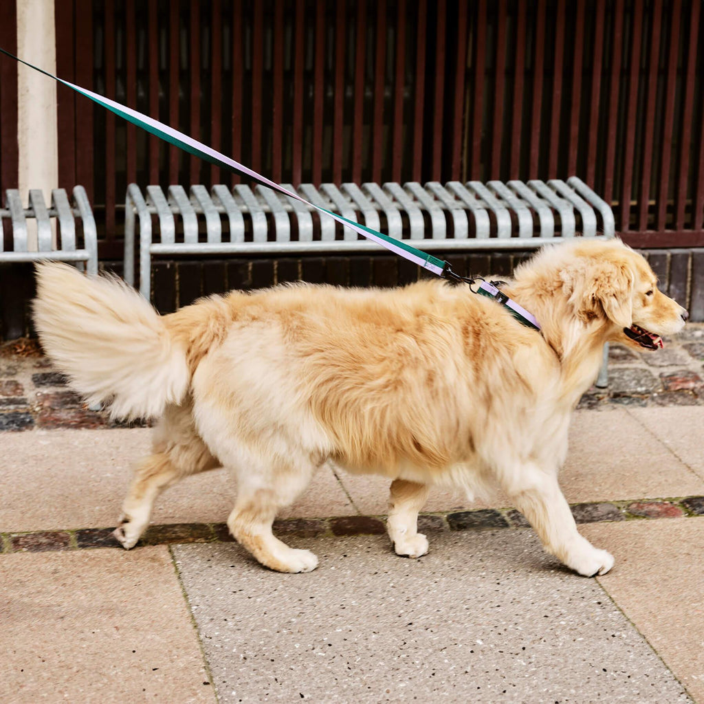 HAY Dogs Leash