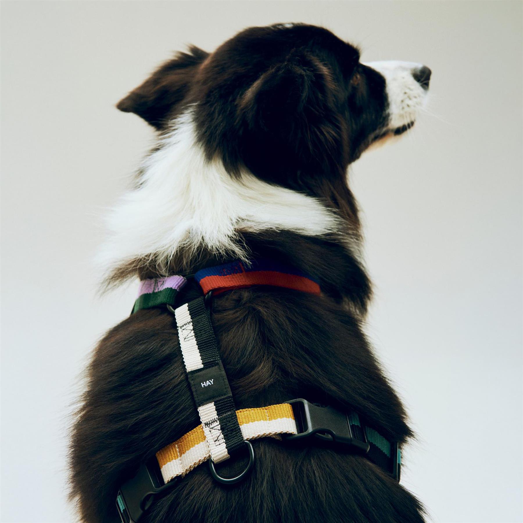 HAY Dog Harness