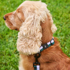 HAY Dogs Collar