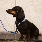HAY Dogs Collar