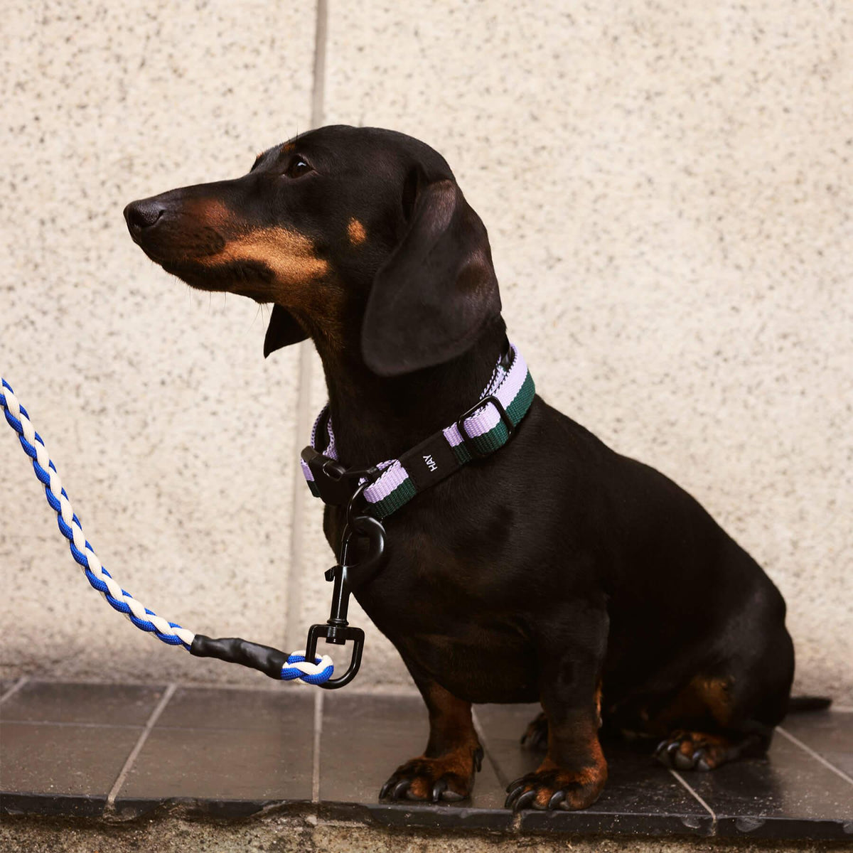 HAY Dogs Collar